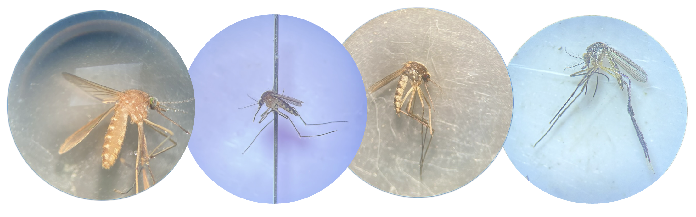 Microscope images of various trapped mosquitoes.